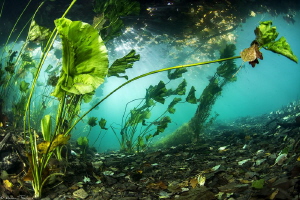 underwater forest (Lez river, France) by Mathieu Foulquié 